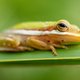 A frog photographed at Merritt Island National Wildlife Refuge, Florida.